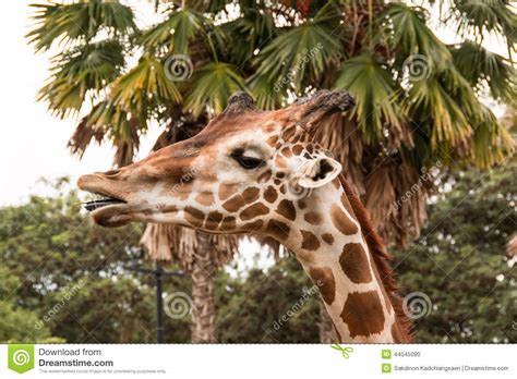 Giraffes Stock Photo Image Of Eating Neck Masai Park 44045090