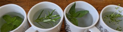Tea Thyme Herbal Tea Gardening Ufifas Extension Hernando County
