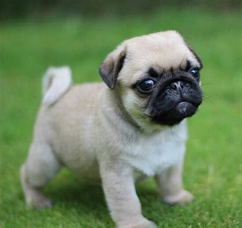 Look At My Little Cutie Cute Puppies Pug Puppies Cute Pug Puppies