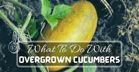 What To Do With Overgrown Cucumbers Just Pure Gardening 2023