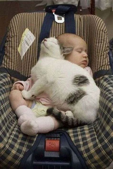 Cutest Pictures Of Cats And Babies Barnorama