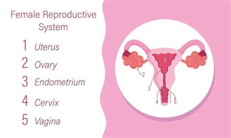 Female Human Reproductive System Gynecology Anatomy Health 2777580