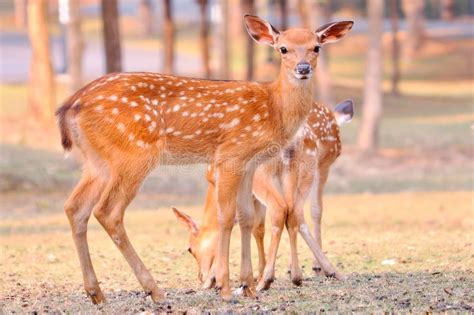 Baby Sika Deer Stock Photo Image Of Grass Grassland 30216986