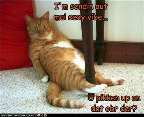 Sexy Kitteh LOLCATS I Love Pinterest Sexy Lol And I Work Out