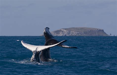 Among whales, only the humpback whale singing. Litoral baiano atrai turistas para o espetáculo das ...