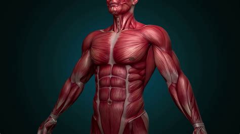 عضلات جسم الانسان