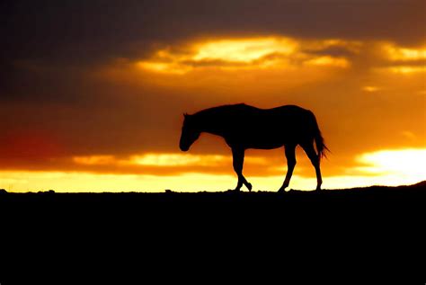 Sunrise Horse Photograph By Alan Hutchins Pixels