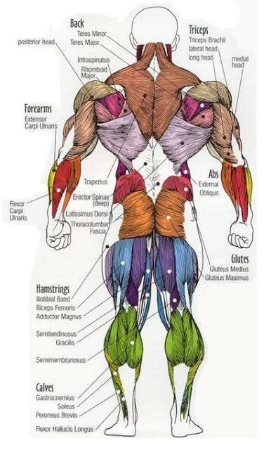 When the muscle contracts, the attachment points. Major muscles of the body, with their COMMON names and SCIENTIFIC (Latin) names YOUR JOB is to ...