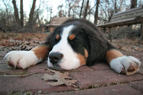 Big Paw Berner So You Want A Bernese Mountain Dog Puppy Let Me Help