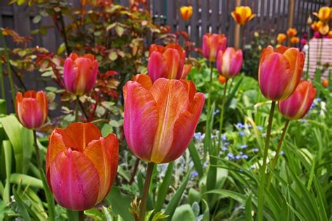 Tulip Kebun Musim Semi Foto Gratis Di Pixabay Pixabay