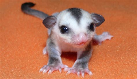 Sugar gliders are low maintenance pets. Baby suggie. | Sugar glider, Sugar glider for sale, Baby ...