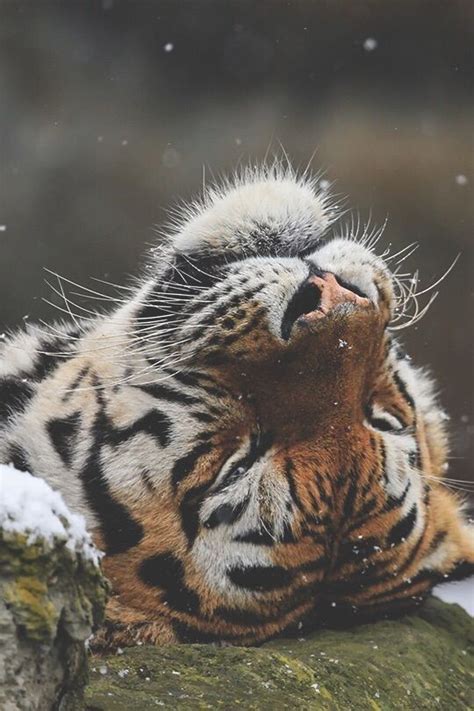 A Close Up Of A Tiger Laying On Top Of A Snow Covered Rock With Its