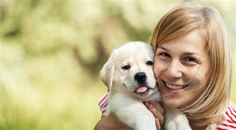 Consejos Sobre El Cuidado De Su Cachorro De Labrador Marine Connection