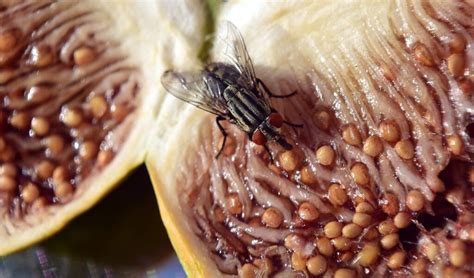 Flies Poop On Food Archives Madsen Pest Management