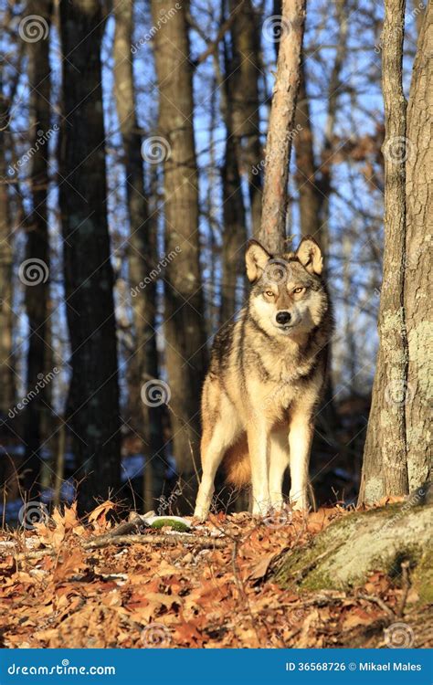 Beautiful Morning Sunlit Timber Wolf Stock Photo Image Of Canidae