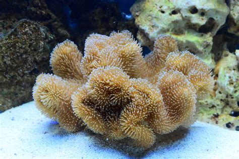 Free Images Underwater Mushroom Toadstool Coral Reef Invertebrate