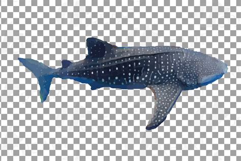 Watercolor Whale Shark Clip Art Pack Colorful Whale Shark