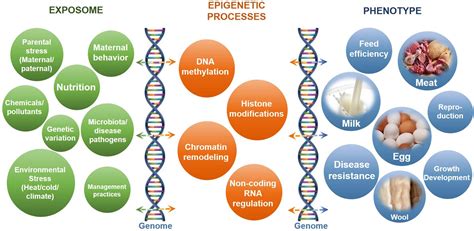 Frontiers Impacts Of Epigenetic Processes On The Health And