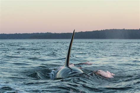 Surfacing Male Resident Orca Whale Photograph By Stuart Westmorland