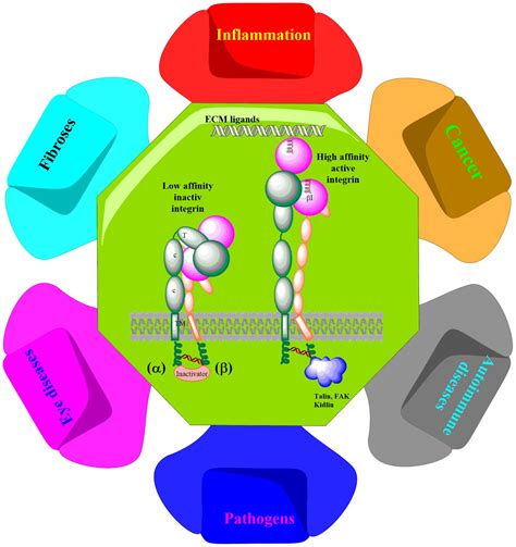 Cells Free Full Text Molecular Modeling Insights Into The Structure