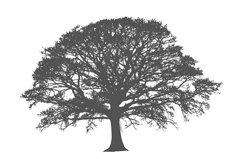 0 Result Images Of Tree Clipart Png Black And White Png Image Collection
