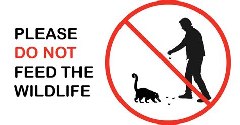 Why You Should Never Feed Wildlife Iar Costa Rica