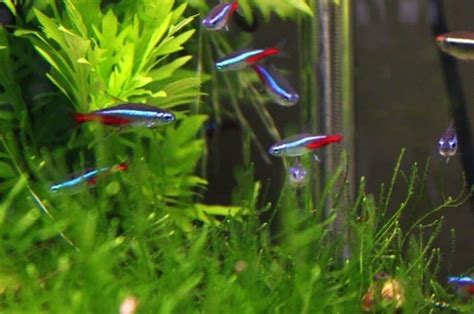 Can Neon Tetras Live With Goldfish Fish Tank Master