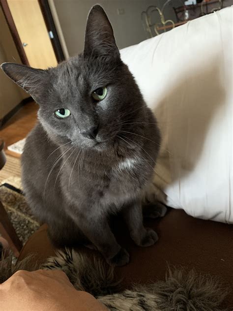 I pride myself on delivering the finest hairless cats the industry can offer, with a fantastic selection and loving support for kitten and owner so that you can. Cat adoption in Duluth, MN 55802: Russian Blue Cat "Gandalf"