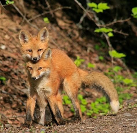 Red Fox Pups Playing Around In Smithers Bc Photo By Cindy Lewis キツネ