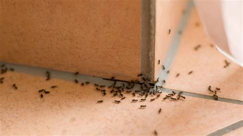 a guide to tackling ant invasions in the home