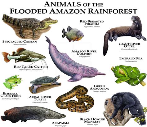 Animals In South America Rainforest Amazon Rainforest Animals A