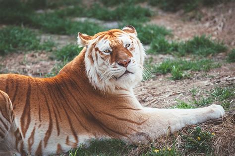 Desktop Wallpapers Tiger Golden Tigers Animal