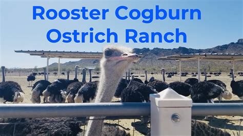 Rooster Cogburn Ostrich Ranch Picacho Az Youtube