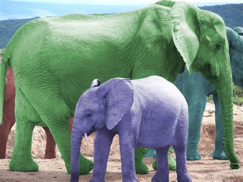 What Colors Are Elephants Art And Bussines