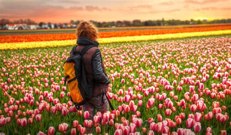 Los tulipanes en Holanda el espectáculo más hermoso