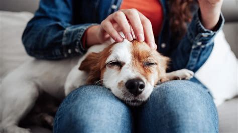 Why Petting A Dog Is Good For Your Brain
