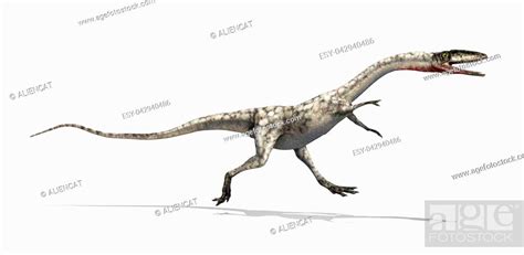 The Coelophysis Was A Dinosaur That Lived During The Triassic Period
