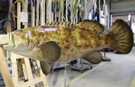 Goliath Grouper Fish Replica Mounted Fish Fish Trophy