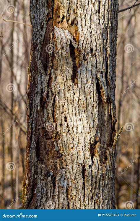 Fechar Uma árvore De Elm Morta Imagem De Stock Imagem De Inoperante