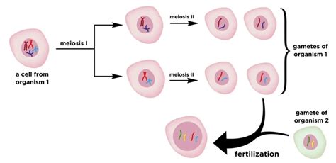 How Meiosis Occurs In Germ Cells And Human Life Cycle Biotechfront