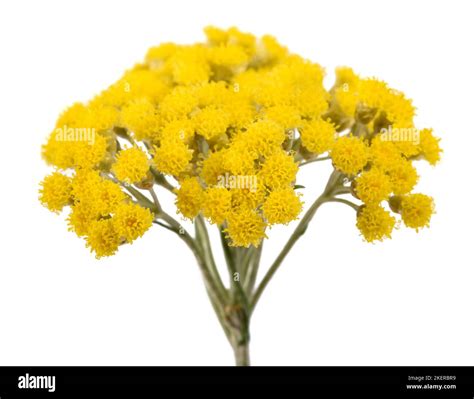 Helichrysum Flowers Isolated On White Background Stock Photo Alamy