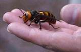 Giant Wasp China Pictures