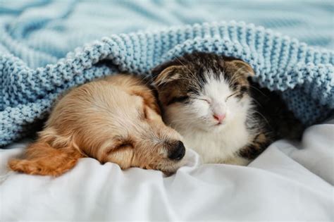 Tips And Advice For Raising A Puppy And Kitten Together