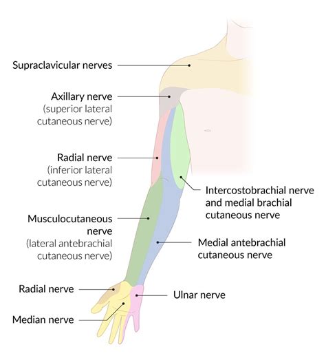 Radial Groove Radial Nerve