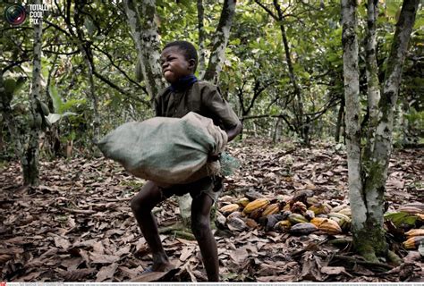 Child Slavery In The Chocolate Industry