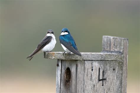 2020 Songbird Nest Box Results — Madison Audubon