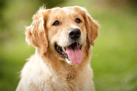 Golden Retriever Everything You Need To Know Puppy Buddy
