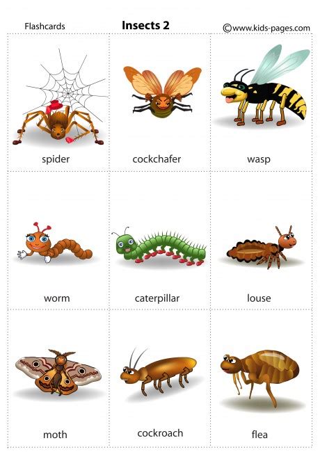 Free Printable Insect Flashcards Free Printable Templates