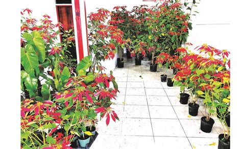 Green Mountain Products The Perfect Plant For Christmas Local The Sun