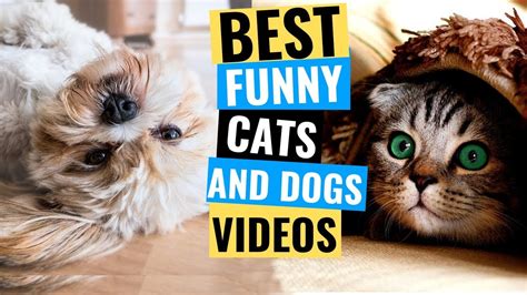 Funny Animal Video 🤣 Funniest 🐶 Dogs And 😻 Cats Awesome Funny Pet